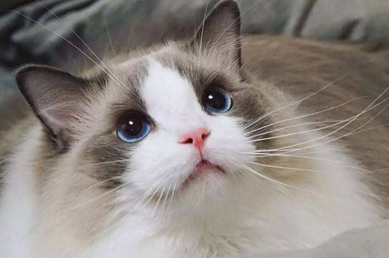 猫体温低就没救了吗