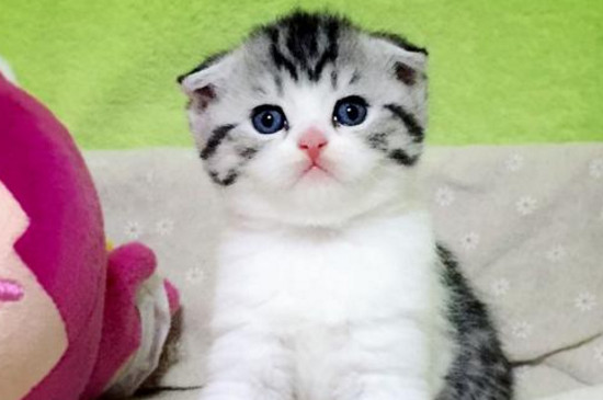 美短折耳猫注意事项