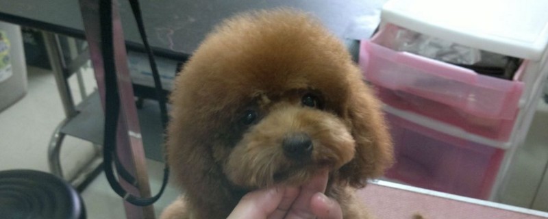 泰迪皮肤干燥怎么办