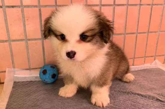 狗狗中暑一般多久恢复