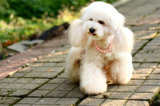 泰迪几个月吃成犬狗粮，满龄12个月吃比较合适