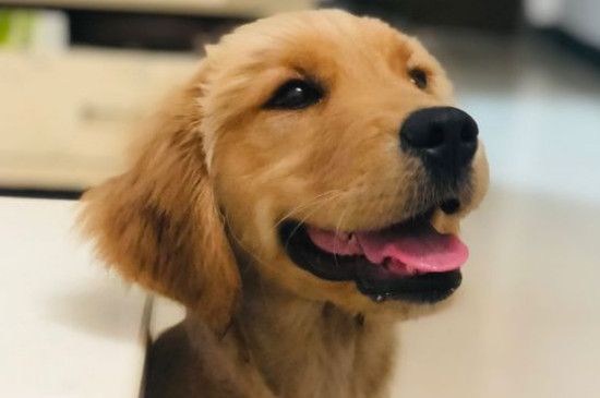 金毛成犬一天吃多少狗粮，成年金毛每天食量在450～600克