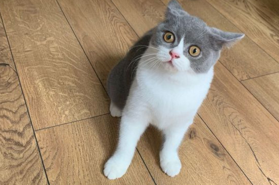 猫咪瘦了但是精神很好