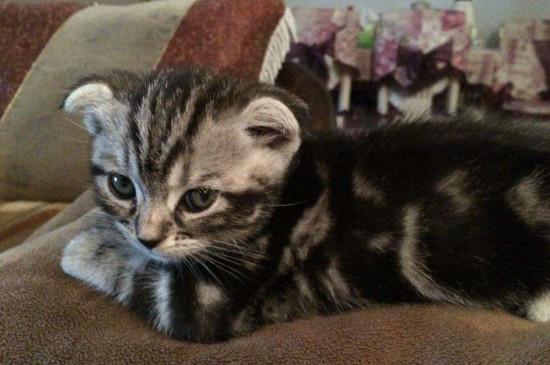 猫咪一直拉稀能吃能喝