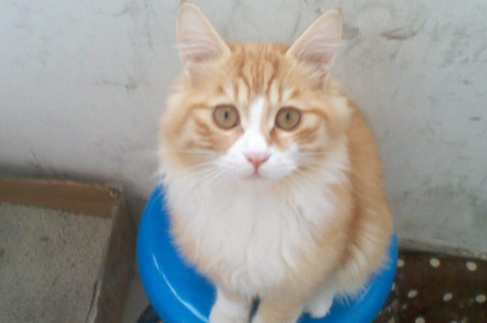 猫会用猫砂但是乱拉屎