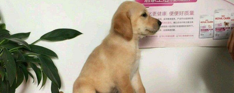小狗出生多久打疫苗