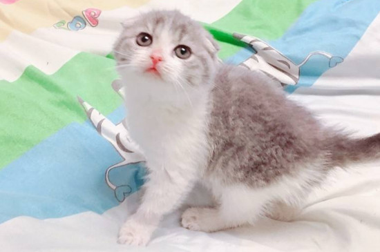 猫能不能打