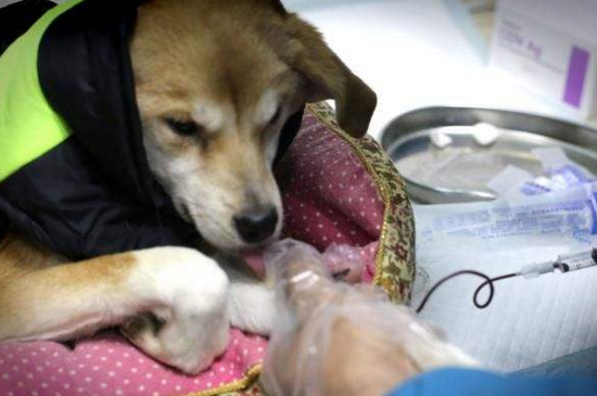 狗狗被车撞了内脏有什么症状