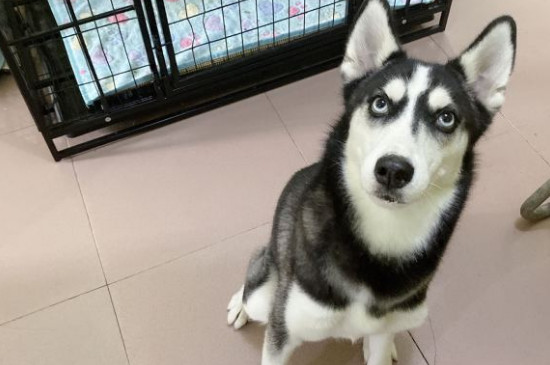 雪橇犬三傻是哪三傻