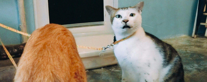 猫咪多大打疫苗