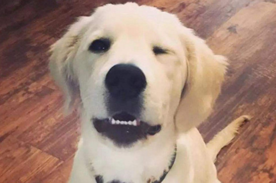 狗狗吃完狗粮就吐了
