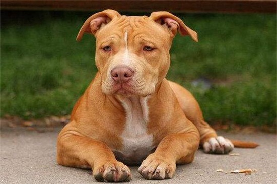 比特犬一只多少钱呢，市场价在1500～3000元左右