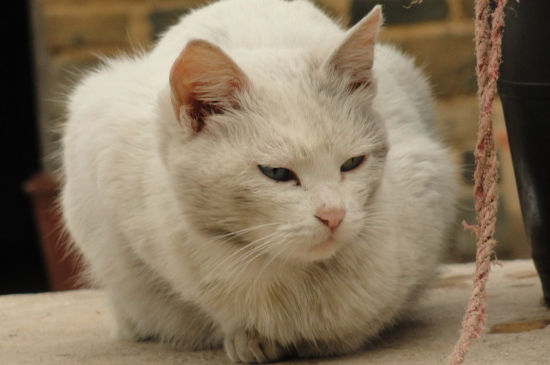 猫咪宫缩多久生第一只