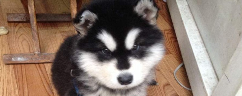 阿拉斯加犬多少钱一只，纯种阿拉斯加犬幼犬价格是多少