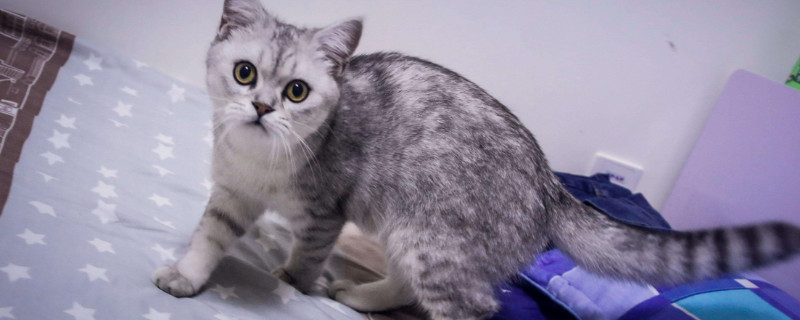 猫咪受伤了怎么办