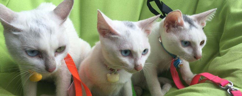 养猫养一只还是两只好