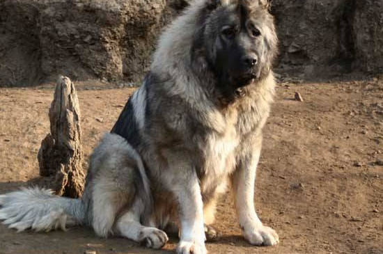 高加索犬一个月开销