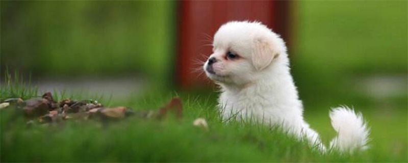 小狗拉果冻状大便