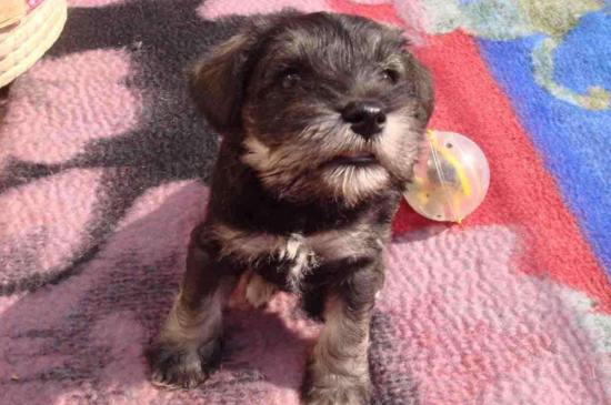 雪纳瑞幼犬如何喂养，小雪纳瑞的饲养方法