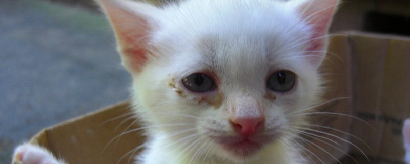 小猫几个月驱虫