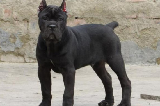 卡斯罗犬的缺点是什么