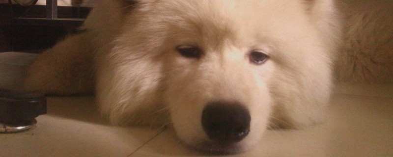 宠物狗上吐下泻怎么办