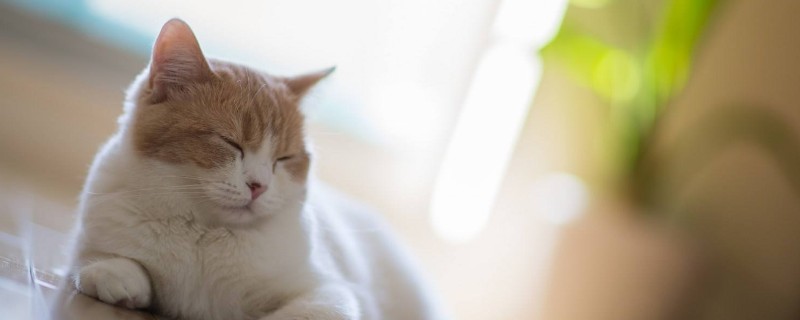 猫咪怀孕一个月的症状