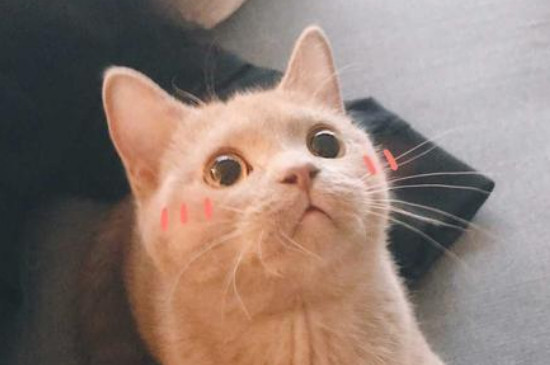 猫三联每年都要打吗