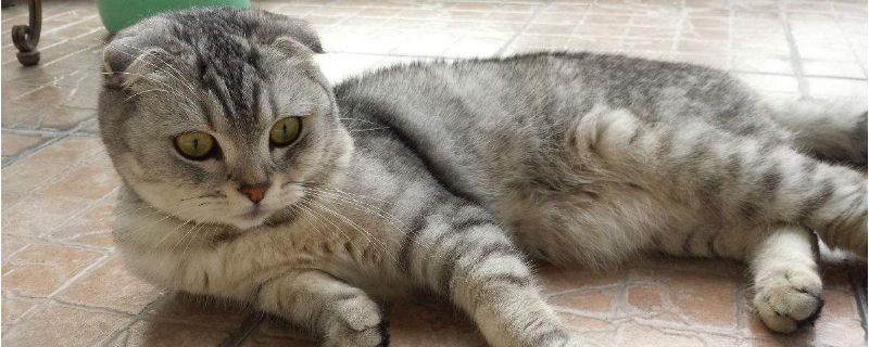 猫争宠的表现
