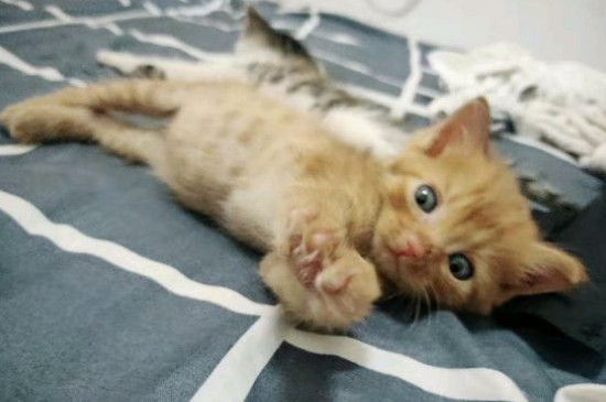 猫体外驱虫后能抱吗