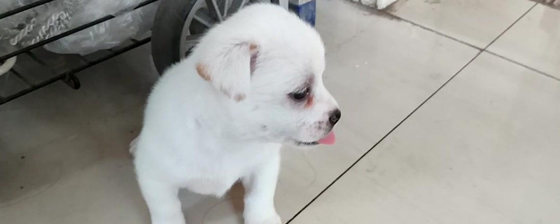 两三百块可以买什么狗，可以买到土狗或者串串狗