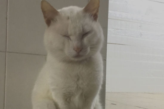 猫肚子向两侧鼓