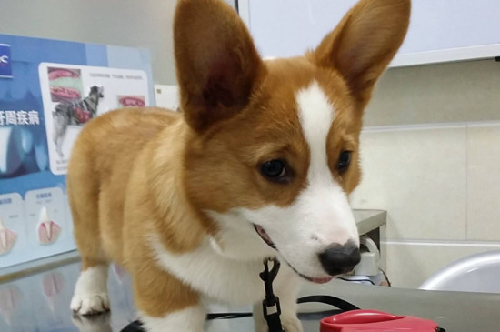 幼犬身上白色芝麻虫子