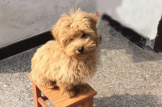 泰迪真正认主人的表现