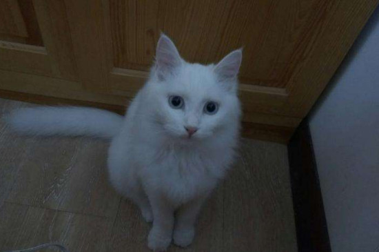 猫是怎么看待主人的