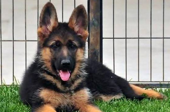 德国牧羊犬好养吗，不挑食易打理忠心耿耿很好养