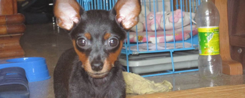 小鹿犬能吃桃子吗