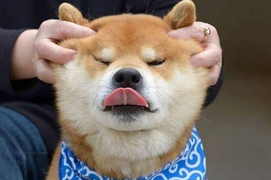 柴犬怕冷吗