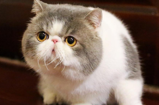 为什么公猫比母猫好看