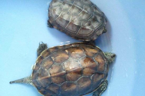 乌龟怎样能听主人的话