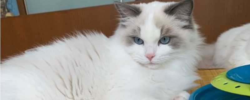 猫咪吃什么能长胖