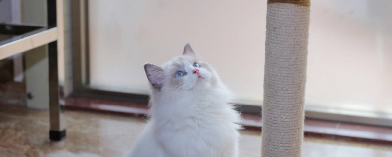 猫瘟猫笼子还能用吗