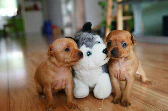 为什么养小鹿犬的少