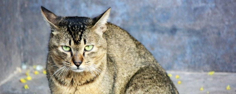 猫换粮拉稀会自愈吗