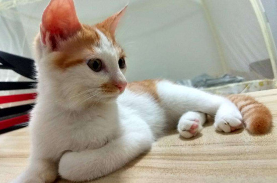 猫抓到出血要打针吗