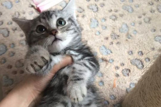 猫精神挺好吐黄水