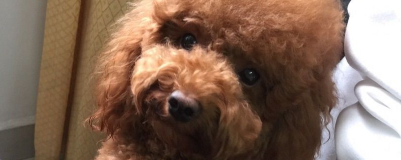 便宜好养的小型犬