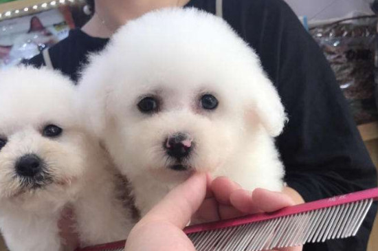 什么狗不臭