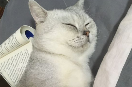 两只猫可以用一个猫砂盆吗