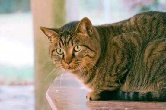 狸花猫怎么样才温顺